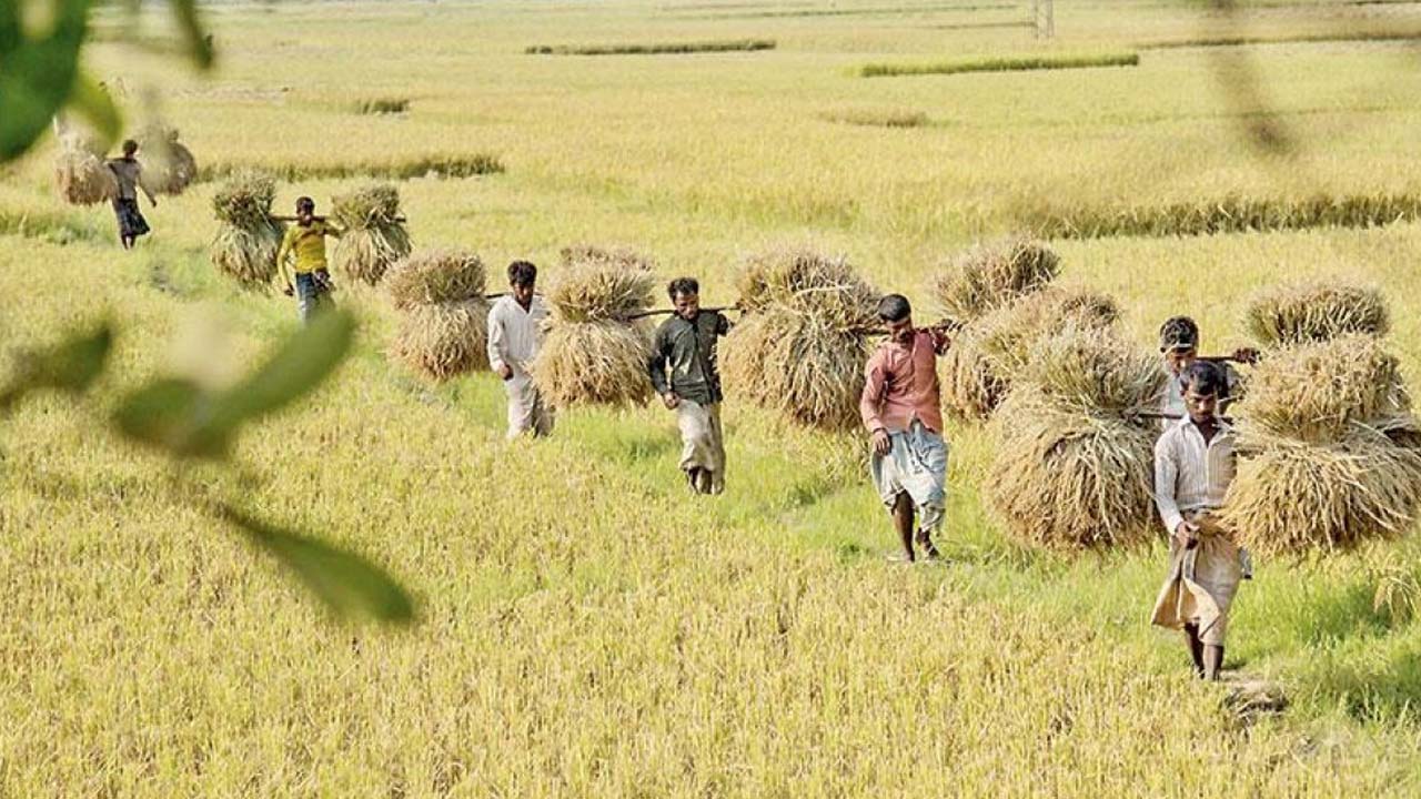 জলবায়ু পরিবর্তনে বিপর্যস্ত চাল উৎপাদন